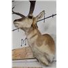 Image 11 : PRONGHORN Shoulder Mount with a Non-typical Horn Spread