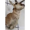 Image 12 : PRONGHORN Shoulder Mount with a Non-typical Horn Spread