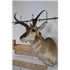 Image 2 : PRONGHORN Shoulder Mount with a Non-typical Horn Spread