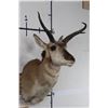 Image 3 : PRONGHORN Shoulder Mount with a Non-typical Horn Spread