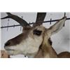 Image 6 : PRONGHORN Shoulder Mount with a Non-typical Horn Spread