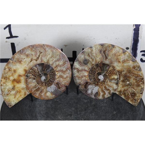 Cut and Polished Agatized AMMONITE FOSSIL from Madagascar with a Display Stand
