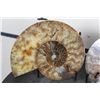 Image 2 : Cut and Polished Agatized AMMONITE FOSSIL from Madagascar with a Display Stand