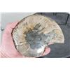 Image 7 : Cut and Polished Agatized AMMONITE FOSSIL from Madagascar with a Display Stand
