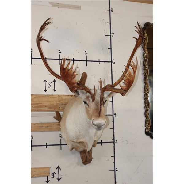 33-Point Double Shovel CARIBOU Shoulder Mount on a Driftwood Wall Hanger