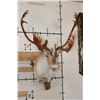 Image 1 : 33-Point Double Shovel CARIBOU Shoulder Mount on a Driftwood Wall Hanger