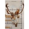 Image 2 : 33-Point Double Shovel CARIBOU Shoulder Mount on a Driftwood Wall Hanger