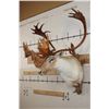 Image 3 : 33-Point Double Shovel CARIBOU Shoulder Mount on a Driftwood Wall Hanger