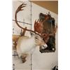 Image 4 : 33-Point Double Shovel CARIBOU Shoulder Mount on a Driftwood Wall Hanger