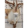 Image 6 : 33-Point Double Shovel CARIBOU Shoulder Mount on a Driftwood Wall Hanger