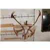 Image 8 : 33-Point Double Shovel CARIBOU Shoulder Mount on a Driftwood Wall Hanger