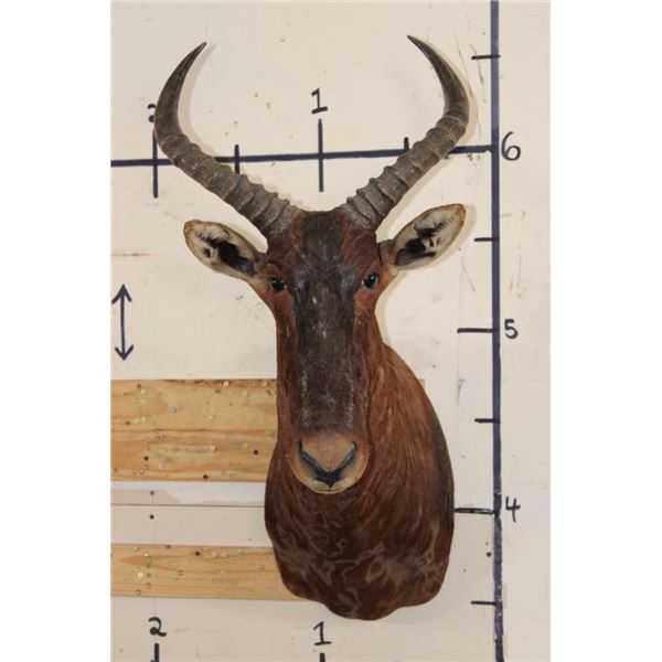 XXL TSESSEBE Shoulder Mount