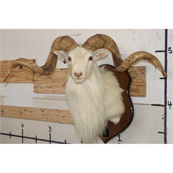 Big TEXAS DALL SHEEP RAM on a Wooden Plaque