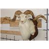 Image 1 : Big TEXAS DALL SHEEP RAM on a Wooden Plaque