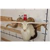Image 2 : Big TEXAS DALL SHEEP RAM on a Wooden Plaque