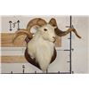 Image 3 : Big TEXAS DALL SHEEP RAM on a Wooden Plaque