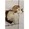 Image 4 : Big TEXAS DALL SHEEP RAM on a Wooden Plaque