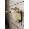 Image 5 : Big TEXAS DALL SHEEP RAM on a Wooden Plaque