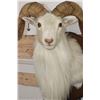 Image 6 : Big TEXAS DALL SHEEP RAM on a Wooden Plaque