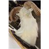 Image 7 : Big TEXAS DALL SHEEP RAM on a Wooden Plaque