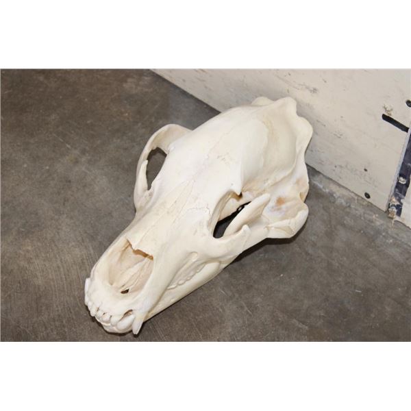 BROWN BEAR Skull with Big Canines and a Removable Jaw