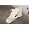 Image 1 : BROWN BEAR Skull with Big Canines and a Removable Jaw