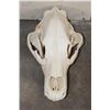 Image 2 : BROWN BEAR Skull with Big Canines and a Removable Jaw