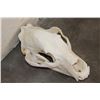 Image 3 : BROWN BEAR Skull with Big Canines and a Removable Jaw