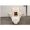 Image 4 : BROWN BEAR Skull with Big Canines and a Removable Jaw