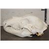 Image 6 : BROWN BEAR Skull with Big Canines and a Removable Jaw