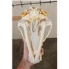 Image 8 : BROWN BEAR Skull with Big Canines and a Removable Jaw