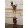 Image 10 : 3 SPRINGBOKS on a Decorative Pedestal