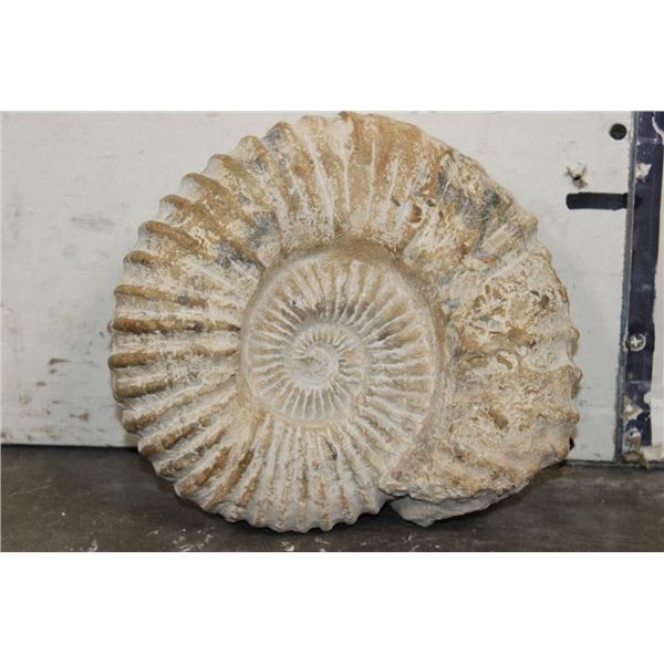Big 12 lb AMMONITE FOSSIL Specimen from Morocco