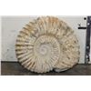 Image 1 : Big 12 lb AMMONITE FOSSIL Specimen from Morocco