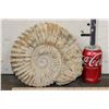Image 2 : Big 12 lb AMMONITE FOSSIL Specimen from Morocco