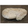 Image 3 : Big 12 lb AMMONITE FOSSIL Specimen from Morocco