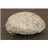 Image 4 : Big 12 lb AMMONITE FOSSIL Specimen from Morocco