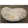 Image 5 : Big 12 lb AMMONITE FOSSIL Specimen from Morocco