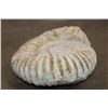 Image 6 : Big 12 lb AMMONITE FOSSIL Specimen from Morocco