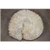 Image 7 : Big 12 lb AMMONITE FOSSIL Specimen from Morocco