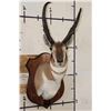 Image 1 : PRONGHORN Shoulder Mount with Reproduction Horns of the Famous "Woods Buck" Tied for World Record