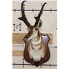 Image 2 : PRONGHORN Shoulder Mount with Reproduction Horns of the Famous "Woods Buck" Tied for World Record