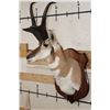 Image 3 : PRONGHORN Shoulder Mount with Reproduction Horns of the Famous "Woods Buck" Tied for World Record
