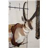 Image 4 : PRONGHORN Shoulder Mount with Reproduction Horns of the Famous "Woods Buck" Tied for World Record
