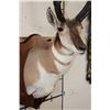 Image 5 : PRONGHORN Shoulder Mount with Reproduction Horns of the Famous "Woods Buck" Tied for World Record