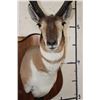 Image 6 : PRONGHORN Shoulder Mount with Reproduction Horns of the Famous "Woods Buck" Tied for World Record