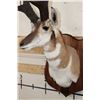 Image 7 : PRONGHORN Shoulder Mount with Reproduction Horns of the Famous "Woods Buck" Tied for World Record