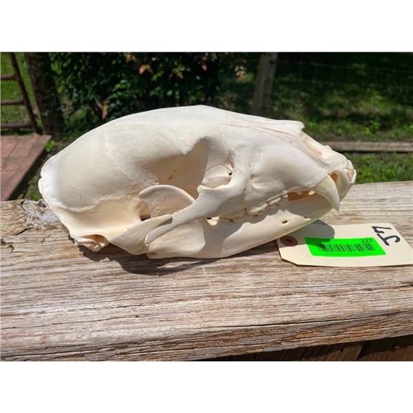 Large BLACK BEAR Skull with All its Teeth
