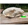 Image 1 : Large BLACK BEAR Skull with All its Teeth