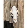 Image 2 : Large BLACK BEAR Skull with All its Teeth